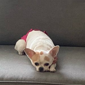 Meet your Posher, Iris